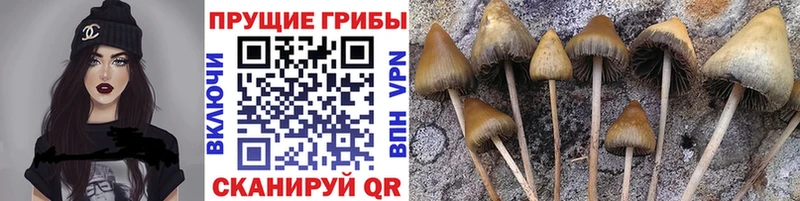 Галлюциногенные грибы GOLDEN TEACHER Энгельс